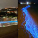 Bioluminescence Acapulco Beach Mexico