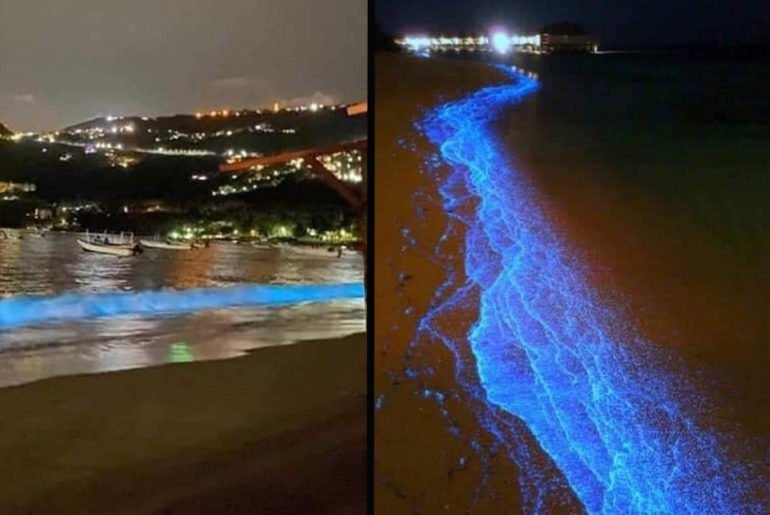 Bioluminescence Acapulco Beach Mexico