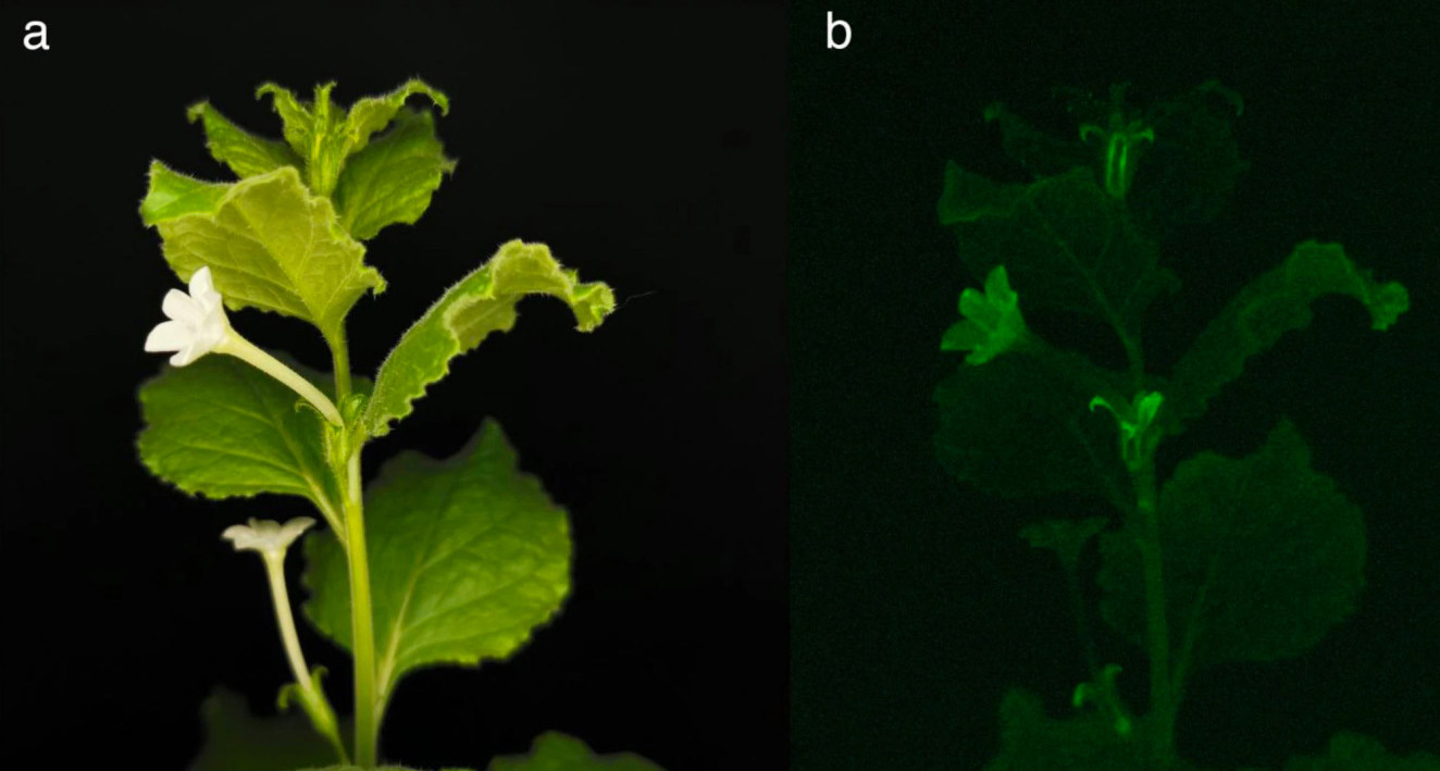 Bioluminescence Glow-in-the-Dark Plants