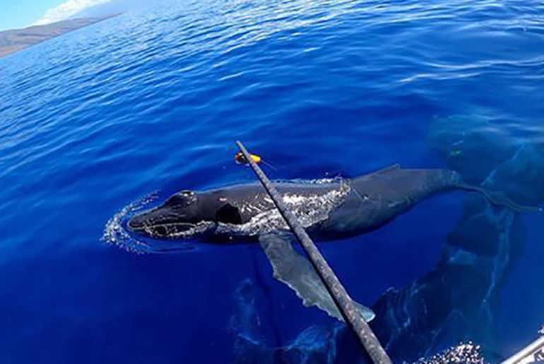 University of Hawaii Research Humpback Whale