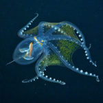 Glass Octopus