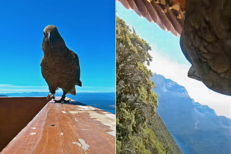 Parrot New Zealand GoPro