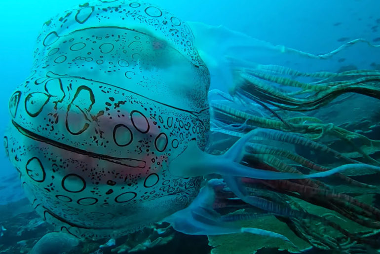 Rare Box Jellyfish Diver Papua New Guinea