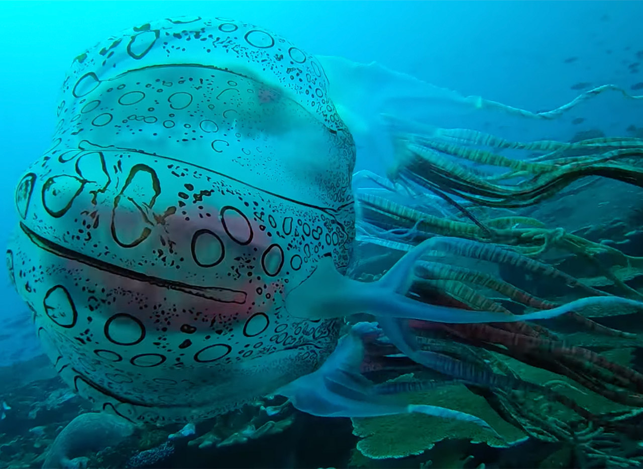 Rare Box Jellyfish Diver Papua New Guinea