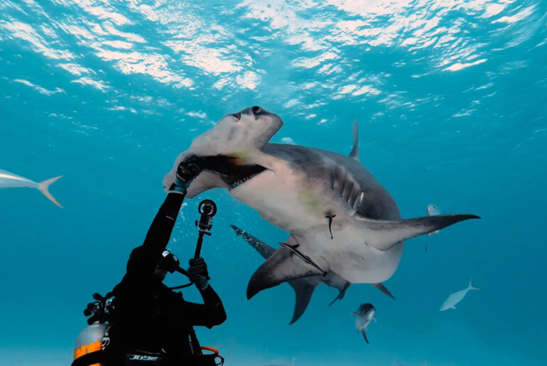 Insta360 X3 Camera Hammerhead Shark